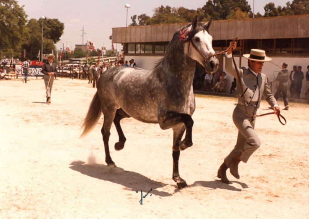 Pura Raza Española concurso