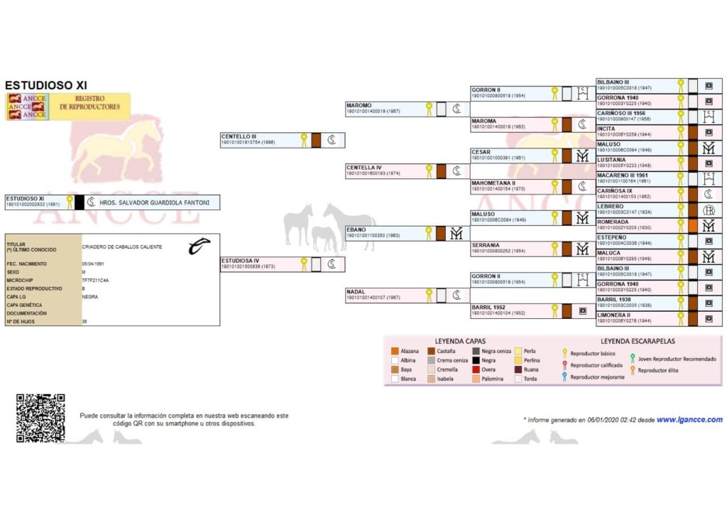 Caballo Pura Raza Española capa negro libro genealógico caballo pura raza española ancce libro genealógico caballo pura raza española ancce