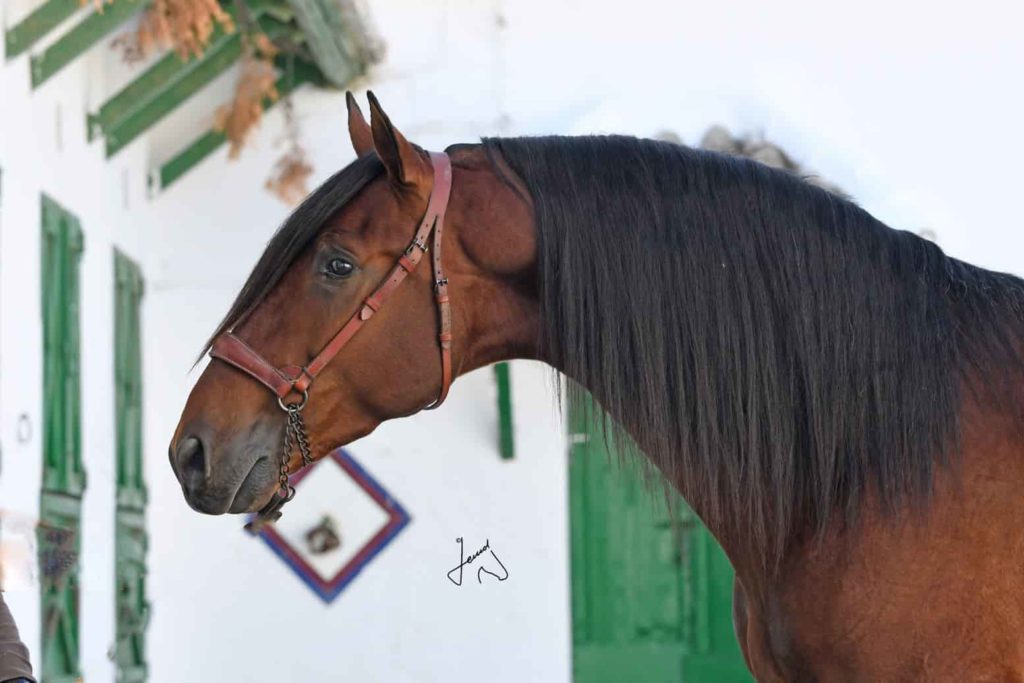 Andalusian horse for sale