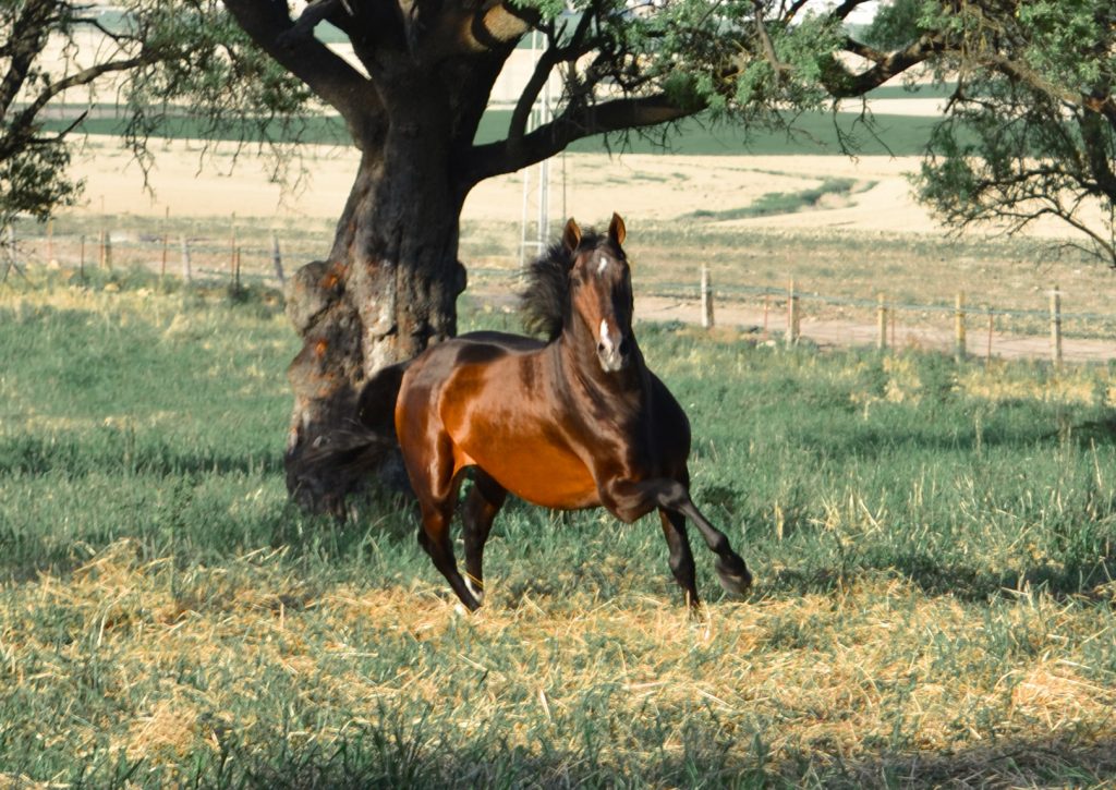 Bengalo Guardiola II Caballo Pura Raza Español