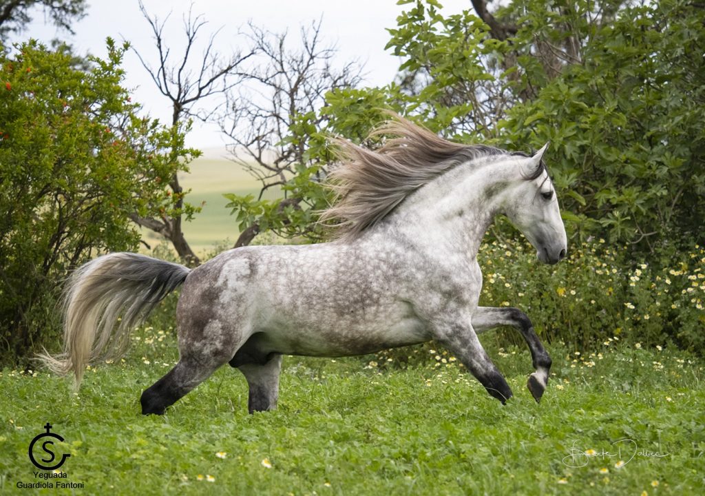 Cartujano Guardiola II Caballo Pura Raza Español