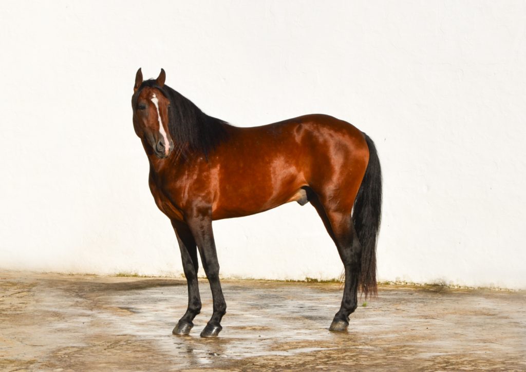 Vinatero Guardiola Caballo Pura Raza Español